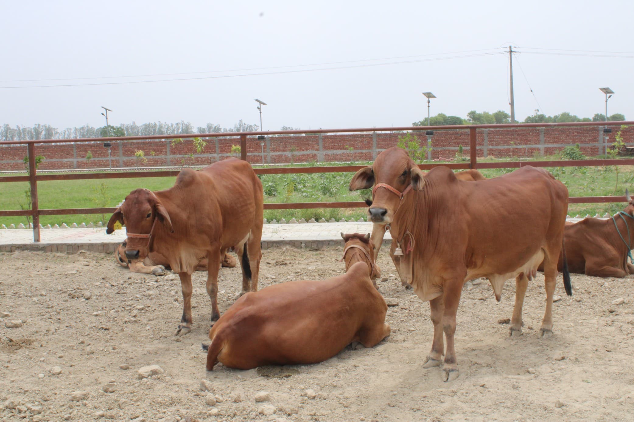 Cow at Sri Gokul Gaushala